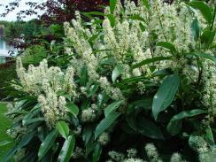 Kirschlorbeer Blüte