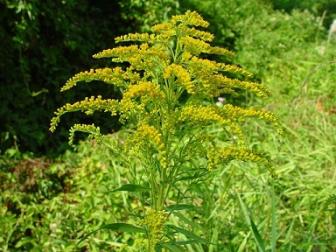 Solidago
